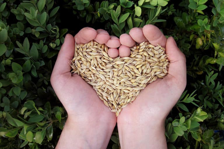 16 franquias de produtos naturais e suplementos